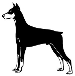 Doberman Decal Sticker
