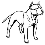 Pitbull Decal Sticker