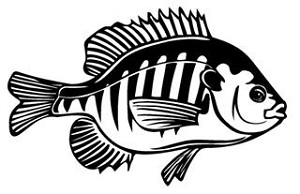 Blue Gill Decal Sticker 