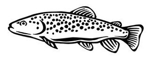 Brown Trout Decal Sticker 