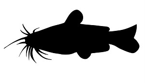 Catfish Silhouette v2 Decal Sticker 