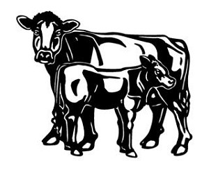 Cow and Calf Decal Sticker 