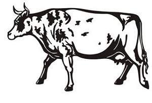 Cow v10 Decal Sticker 