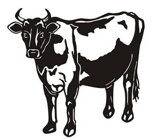 Cow v11 Decal Sticker 