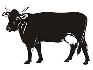 Cow v9 Decal Sticker 