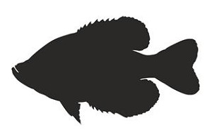 Crappie Silhouette Decal Sticker 