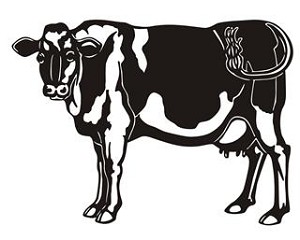 Dairy Cow v2 Decal Sticker 