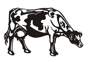Dairy Cow Decal Sticker 