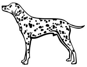 Dalmatian v1 Decal Sticker 