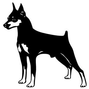 Doberman v2 Decal Sticker 