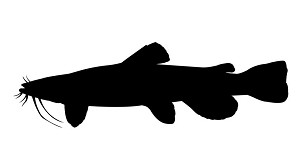 Flathead Catfish Silhouette Decal Sticker 