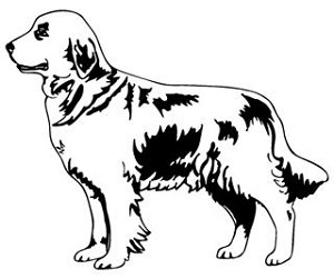 Golden Retriever Decal Sticker 