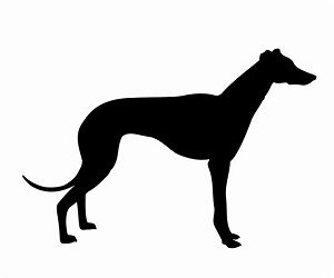 Greyhound Silhouette Decal Sticker 