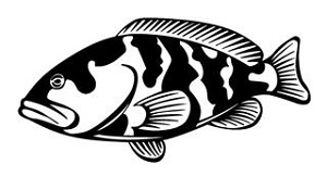 Grouper Decal Sticker 