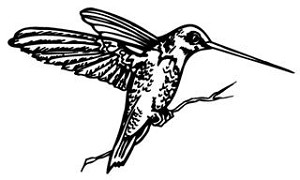 Hummingbird v1 Decal Sticker 