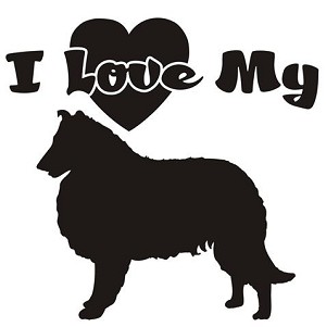 I Love My Collie Decal Sticker 