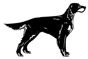 Irish Setter Decal Sticker 