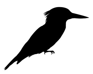 Kingfisher Silhouette Decal Sticker 