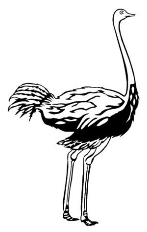 Ostrich Decal Sticker 