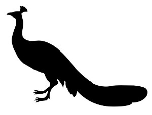 Peacock Silhouette Decal Sticker 