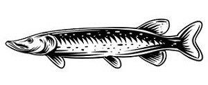 Pike Fish v1 Decal Sticker 