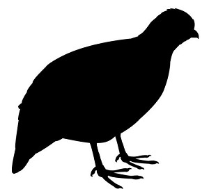 Quail Silhouette Decal Sticker 
