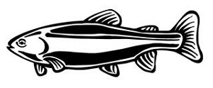 Rainbow Trout Decal Sticker 