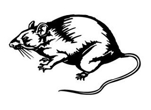 Rat v4 Decal Sticker 