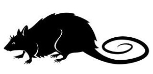 Rat v6 Decal Sticker 