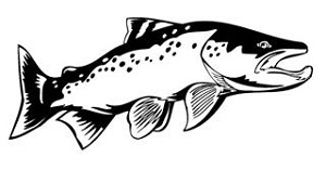 Salmon v1 Decal Sticker 
