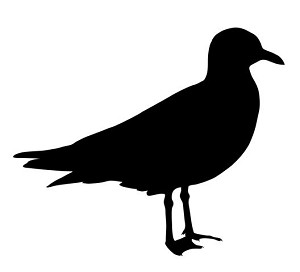 Seagull Silhouette Decal Sticker 