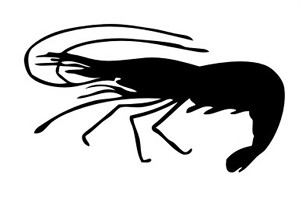Shrimp Silhouette v2 Decal Sticker 