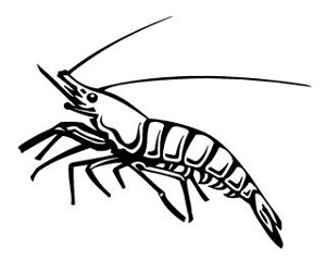 Shrimp Decal Sticker 
