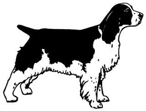 Springer Spaniel v3 Decal Sticker 