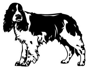 Springer Spaniel Decal Sticker 