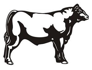 Steer v1 Decal Sticker 