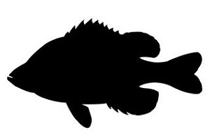 Sunfish Silhouette Decal Sticker 