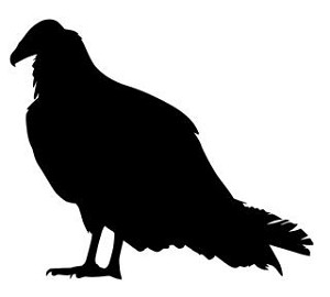 Turkey Vulture Decal Sticker 