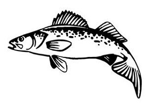 Walleye Decal Sticker 