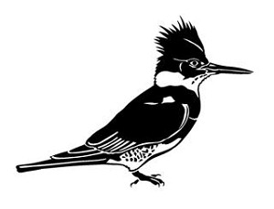 Woodpecker v2 Decal Sticker 