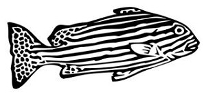 Zebrafish Decal Sticker 