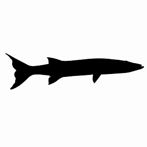Barracuda Silhouette Decal Sticker 